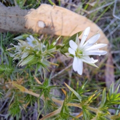 Stellaria pungens (Prickly Starwort) at Majura, ACT - 20 Aug 2023 by abread111