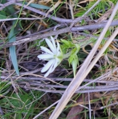 Stellaria pungens at Majura, ACT - 20 Aug 2023