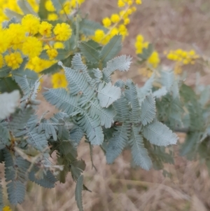 Acacia baileyana at Majura, ACT - 2 Aug 2023 12:08 PM