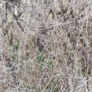 Galium aparine at Majura, ACT - 2 Aug 2023