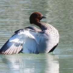 Chenonetta jubata (Australian Wood Duck) at Symonston, ACT - 20 Aug 2023 by RodDeb