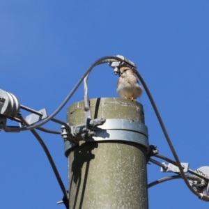 Falco cenchroides at Symonston, ACT - 20 Aug 2023