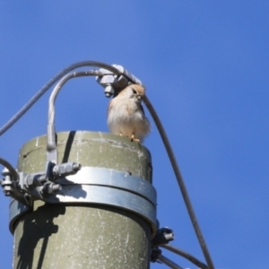 Falco cenchroides at Symonston, ACT - 20 Aug 2023