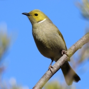 Ptilotula penicillata at Symonston, ACT - 20 Aug 2023