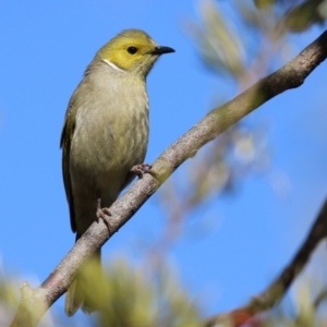 Ptilotula penicillata at Symonston, ACT - 20 Aug 2023