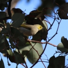 Ptilotula penicillata at Symonston, ACT - 20 Aug 2023