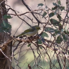 Ptilotula penicillata at Symonston, ACT - 20 Aug 2023