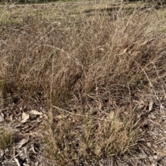 Themeda triandra (Kangaroo Grass) at Belconnen, ACT - 20 Aug 2023 by JohnGiacon