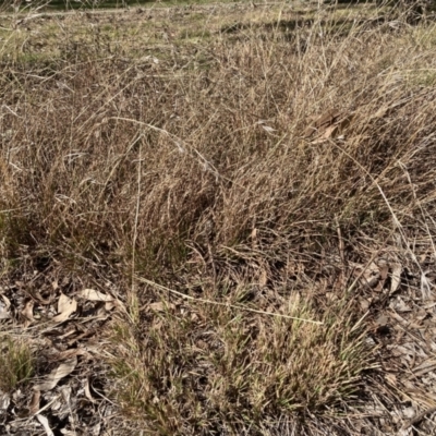 Themeda triandra (Kangaroo Grass) at Flea Bog Flat to Emu Creek Corridor - 20 Aug 2023 by JohnGiacon