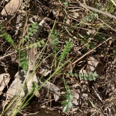 Acaena sp. (A Sheep's Burr) at Emu Creek - 20 Aug 2023 by JohnGiacon