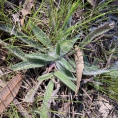 Plantago lanceolata (Ribwort Plantain, Lamb's Tongues) at Belconnen, ACT - 20 Aug 2023 by JohnGiacon