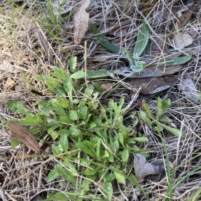 Wahlenbergia stricta subsp. stricta (Tall Bluebell) at Flea Bog Flat to Emu Creek Corridor - 20 Aug 2023 by JohnGiacon