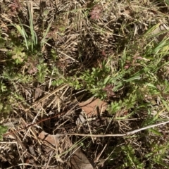 Galium aparine (Goosegrass, Cleavers) at Belconnen, ACT - 20 Aug 2023 by JohnGiacon