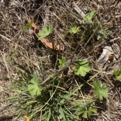 Geranium sp. (Geranium) at Flea Bog Flat to Emu Creek Corridor - 20 Aug 2023 by JohnGiacon