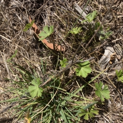 Geranium sp. (Geranium) at Emu Creek - 20 Aug 2023 by JohnGiacon