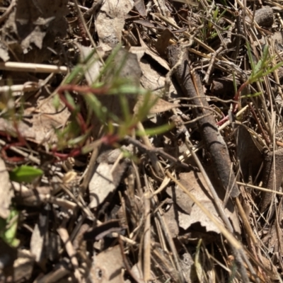 Haloragis heterophylla (Variable Raspwort) at Flea Bog Flat to Emu Creek Corridor - 20 Aug 2023 by JohnGiacon