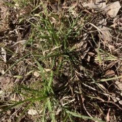 Eryngium ovinum (Blue Devil) at Flea Bog Flat to Emu Creek Corridor - 20 Aug 2023 by JohnGiacon