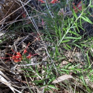 Grevillea sp. at Belconnen, ACT - 20 Aug 2023