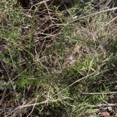 Grevillea sp. at Belconnen, ACT - 20 Aug 2023