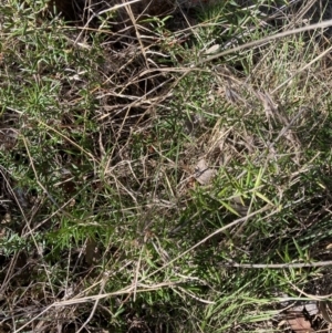 Grevillea sp. at Belconnen, ACT - 20 Aug 2023