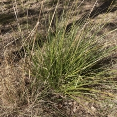 Carex appressa (Tall Sedge) at Belconnen, ACT - 20 Aug 2023 by JohnGiacon