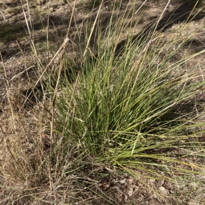 Carex appressa (Tall Sedge) at Flea Bog Flat to Emu Creek Corridor - 20 Aug 2023 by JohnGiacon