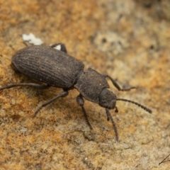 Isopteron sp. (genus) (A darkling beetle) at Rendezvous Creek, ACT - 19 Aug 2023 by living