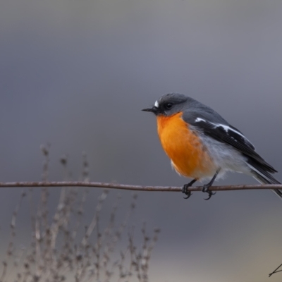 Petroica phoenicea (Flame Robin) at Namadgi National Park - 19 Aug 2023 by living