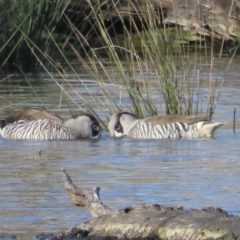 Malacorhynchus membranaceus (Pink-eared Duck) at Mulligans Flat - 20 Aug 2023 by RobParnell