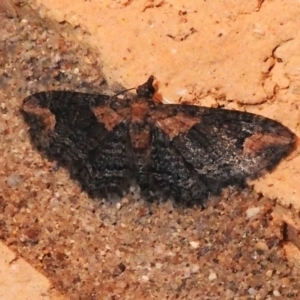 Pasiphilodes testulata at Wanniassa, ACT - 20 Aug 2023 10:11 PM