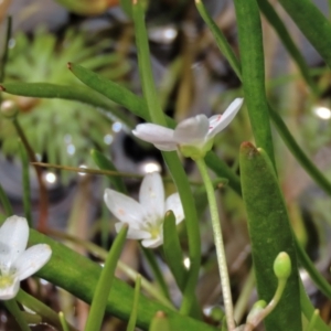 Montia australasica at Dry Plain, NSW - 17 Dec 2022