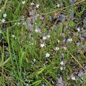 Montia australasica at Dry Plain, NSW - 17 Dec 2022