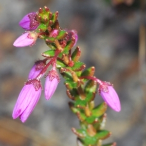 Tetratheca thymifolia at North Nowra, NSW - 18 Aug 2023 03:33 PM
