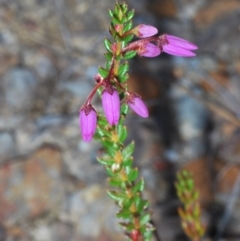 Tetratheca thymifolia at North Nowra, NSW - 18 Aug 2023 03:33 PM