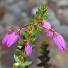Tetratheca thymifolia at North Nowra, NSW - 18 Aug 2023 03:33 PM