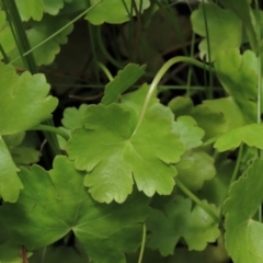 Hydrocotyle sp. at Dry Plain, NSW - 17 Dec 2022 by AndyRoo