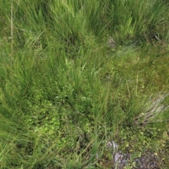 Hydrocotyle sp. at Dry Plain, NSW - 17 Dec 2022