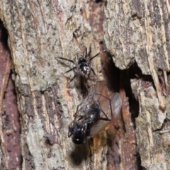 Euryopis sp. (genus) (An ant eating spider) at Wellington Point, QLD - 11 Aug 2023 by TimL