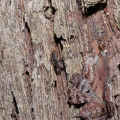 Euryopis sp. (genus) at Wellington Point, QLD - 11 Aug 2023 11:51 AM