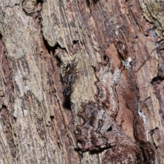 Euryopis sp. (genus) at Wellington Point, QLD - 11 Aug 2023 11:51 AM