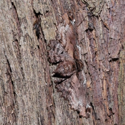 Pholodes sinistraria (Sinister or Frilled Bark Moth) at Wellington Point, QLD - 11 Aug 2023 by TimL