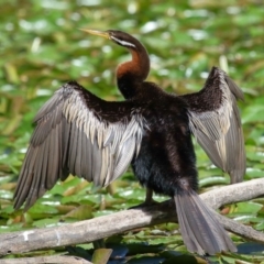 Anhinga novaehollandiae (Australasian Darter) at Wellington Point, QLD - 19 Aug 2023 by TimL