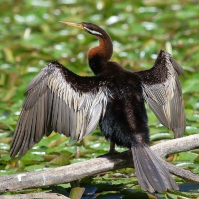 Anhinga novaehollandiae (Australasian Darter) at Wellington Point, QLD - 18 Aug 2023 by TimL