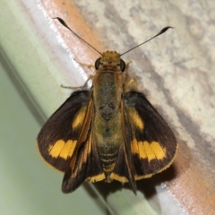 Ocybadistes walkeri at Wellington Point, QLD - 19 Aug 2023 by TimL