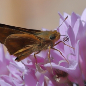 Ocybadistes walkeri at Wellington Point, QLD - suppressed