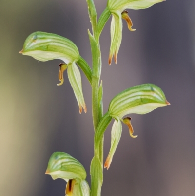 Bunochilus umbrinus (ACT) = Pterostylis umbrina (NSW) (Broad-sepaled Leafy Greenhood) at Jerrabomberra, NSW by aussiestuff