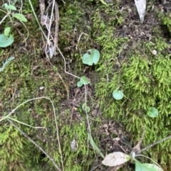 Corysanthes grumula (Stately helmet orchid) at Paddys River, ACT - 13 Aug 2023 by Tapirlord