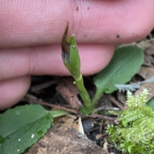 Pterostylis pedunculata at Paddys River, ACT - 13 Aug 2023