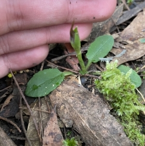 Pterostylis pedunculata at Paddys River, ACT - 13 Aug 2023