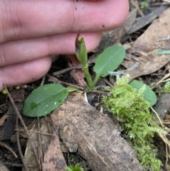 Pterostylis pedunculata at Paddys River, ACT - 13 Aug 2023